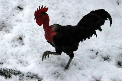 Kohouti zdrobnělé holokrčky a kohouti maranska